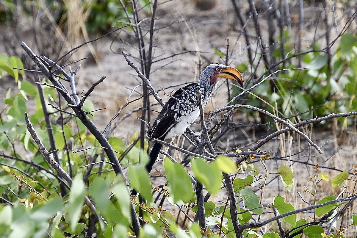 Southern Yellow-billed Hornbill - ML646671724