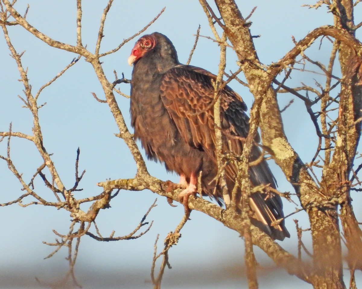 Turkey Vulture - ML646671725