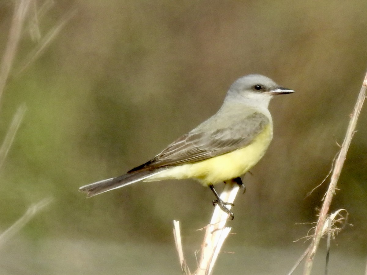 Western Kingbird - ML646671726