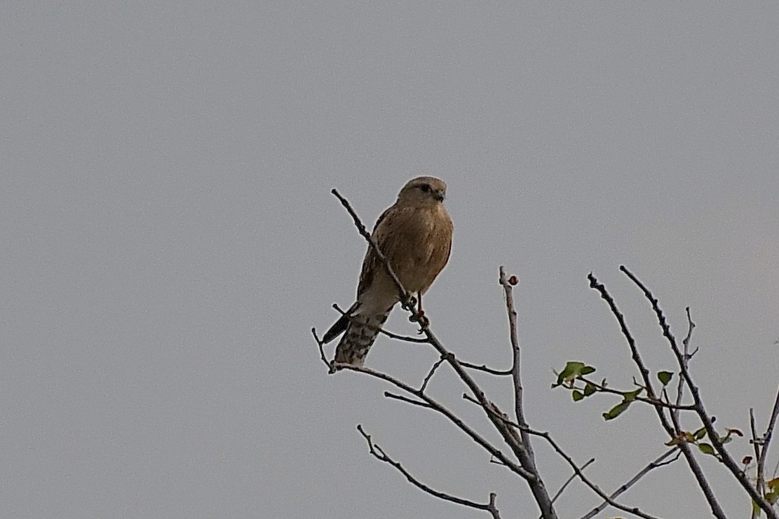 Greater Kestrel - ML646671727
