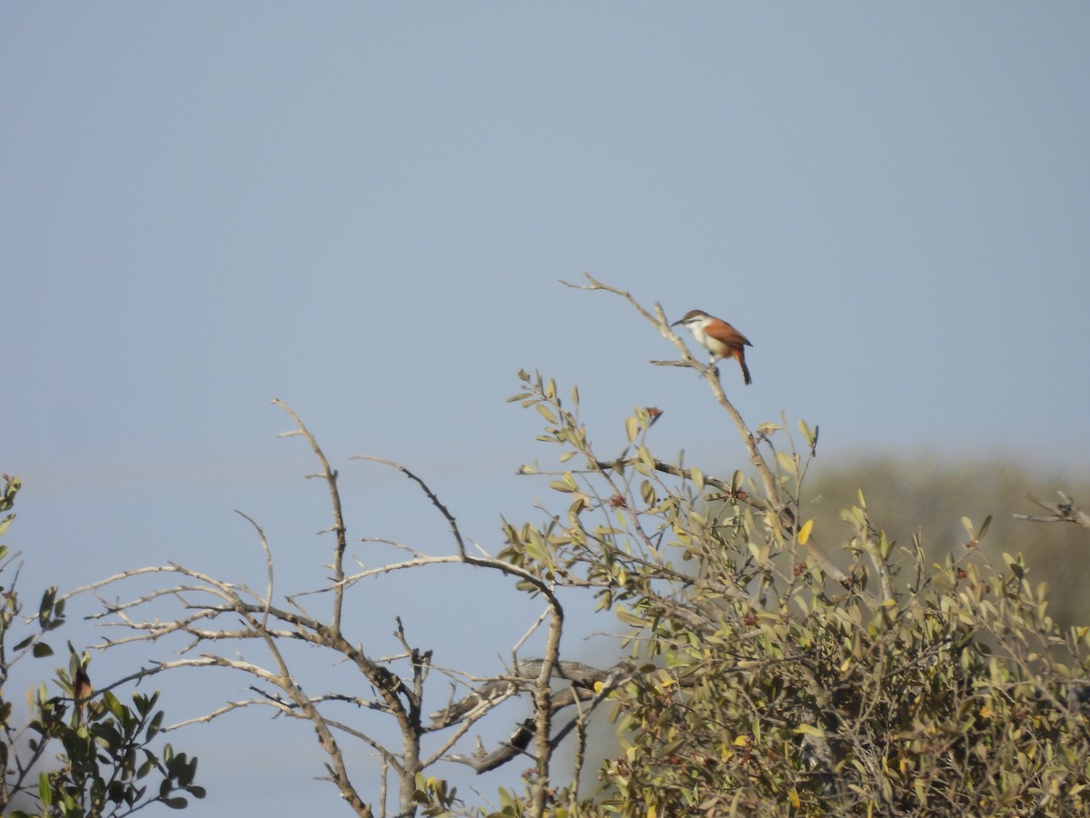 Superciliated Wren - ML646671728