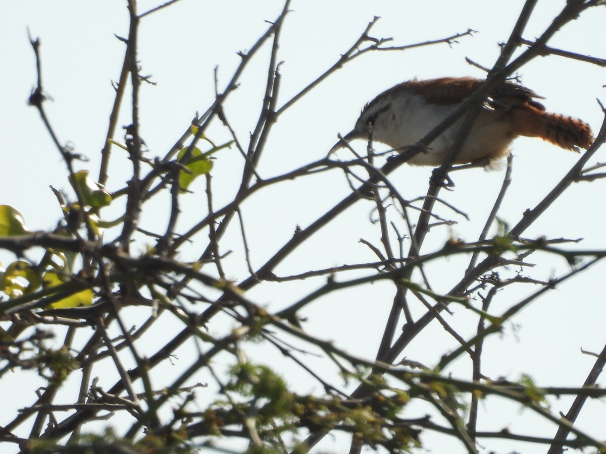 Superciliated Wren - ML646671729