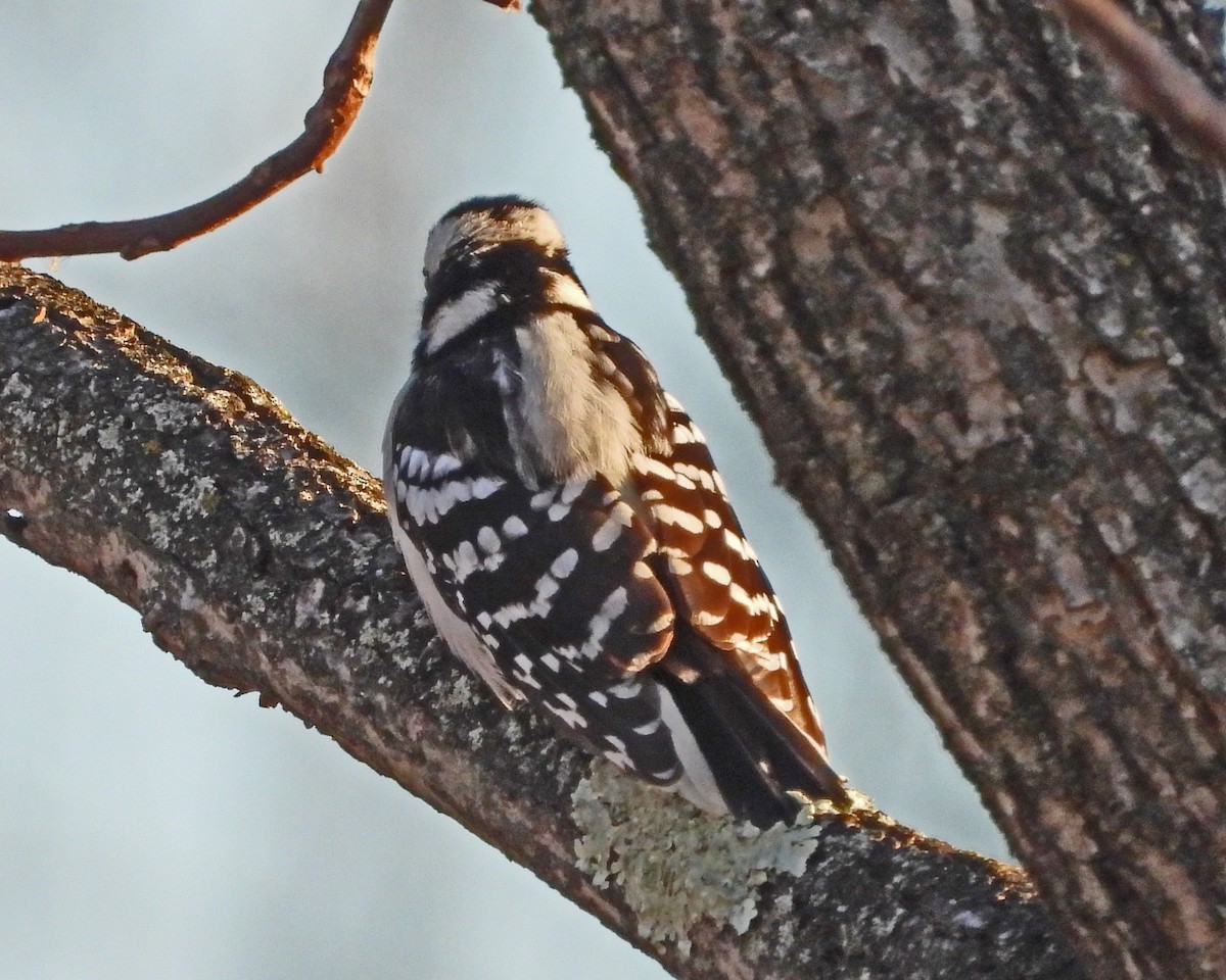Downy Woodpecker - ML646671732
