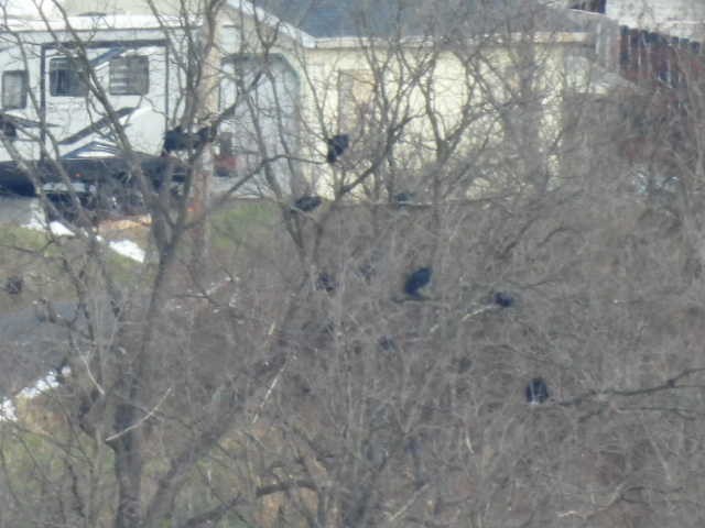 kondor havranovitý - ML646671733