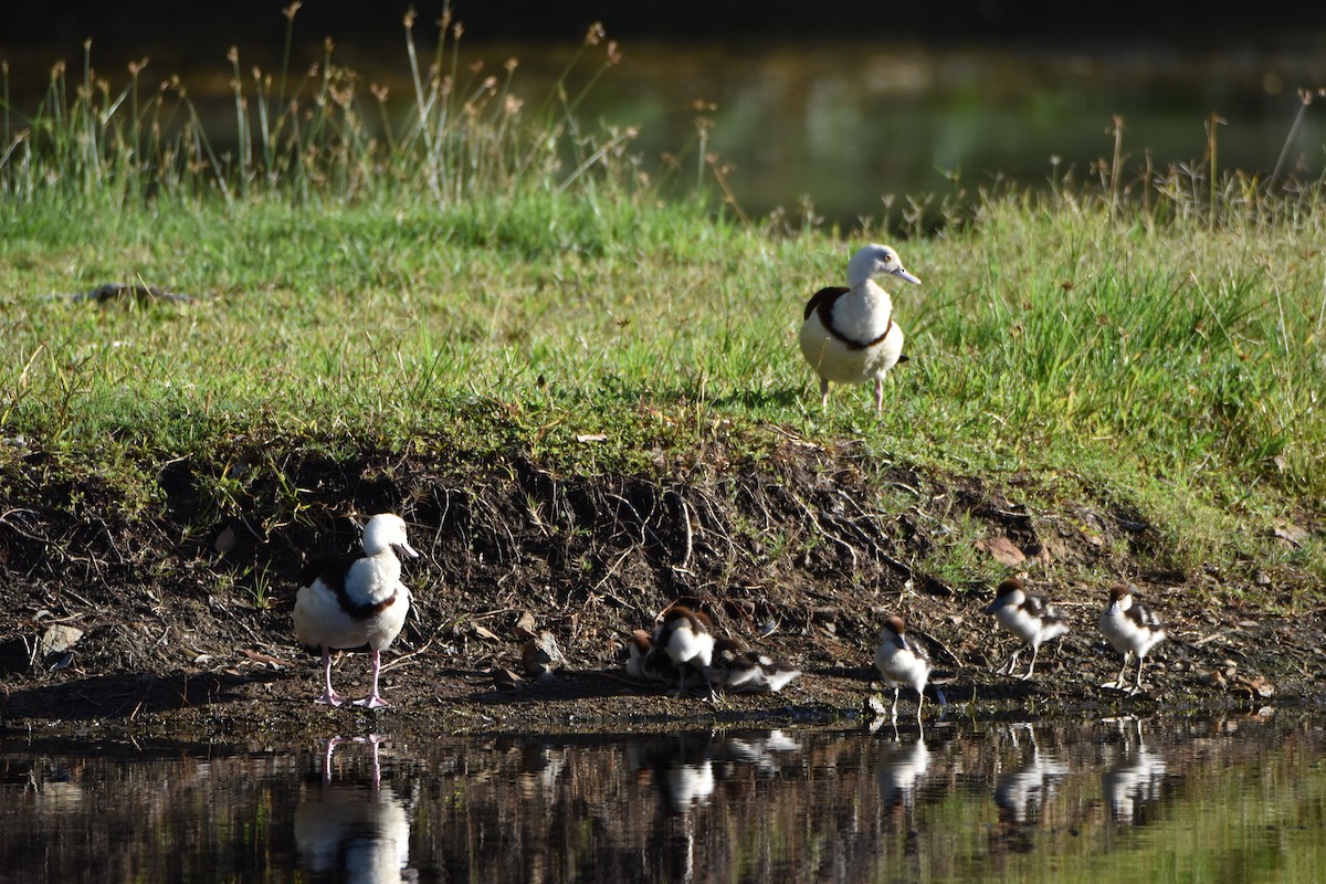 Radjah Shelduck - ML646671742