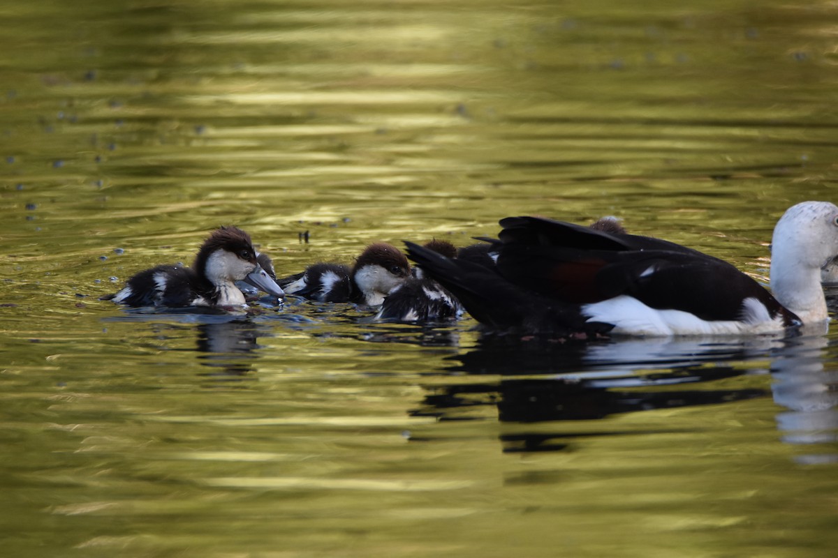 Radjah Shelduck - ML646671744