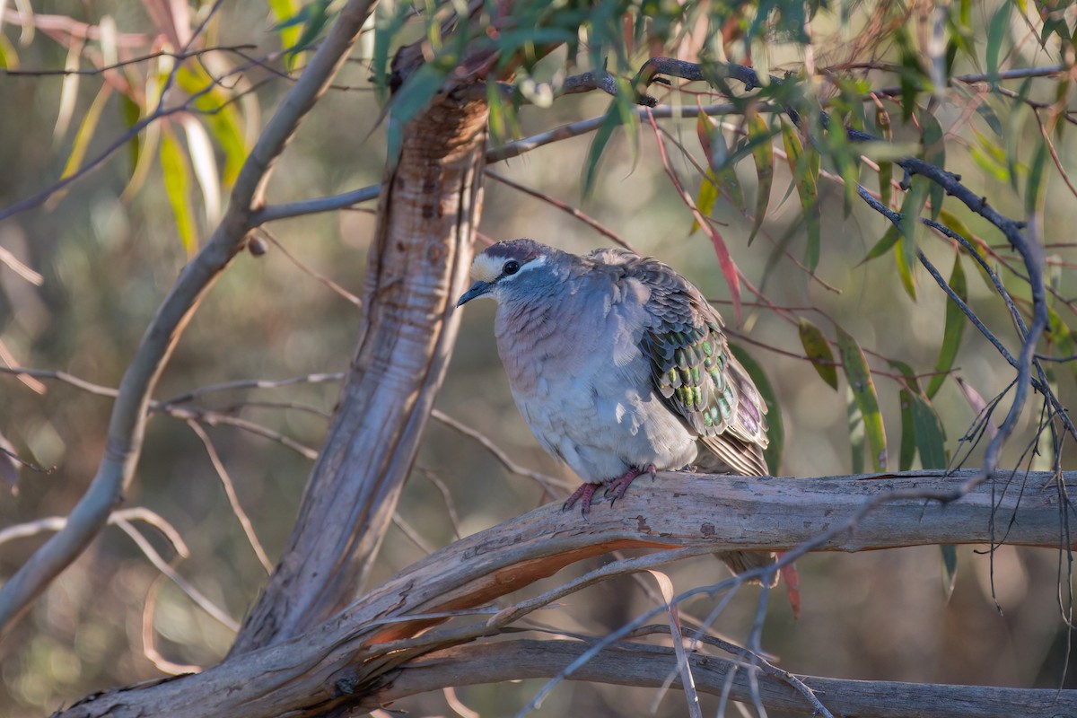 Common Bronzewing - ML646671747