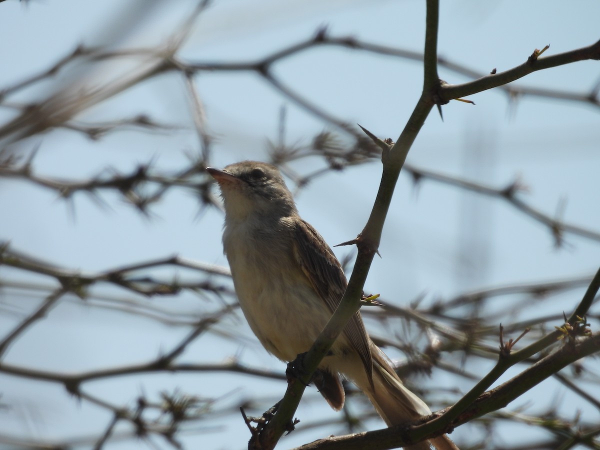 Gray-and-white Tyrannulet - ML646671748