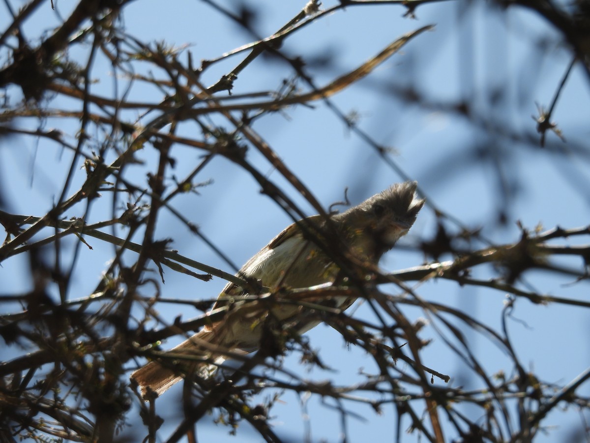 Gray-and-white Tyrannulet - ML646671749