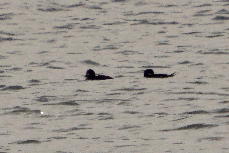 Bufflehead - ML646671754