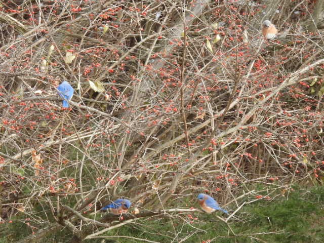 salašník modrý - ML646671757