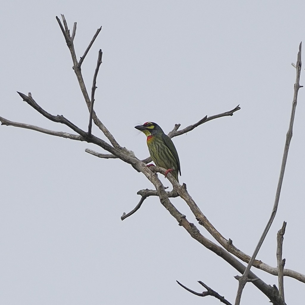 Coppersmith Barbet - ML646671763