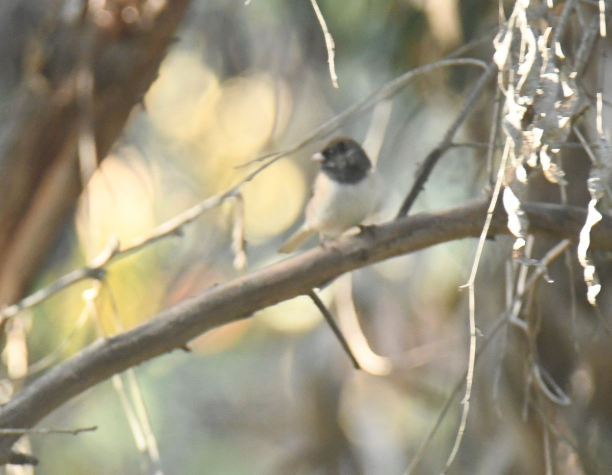 Junco ardoisé (groupe oreganus) - ML646671766