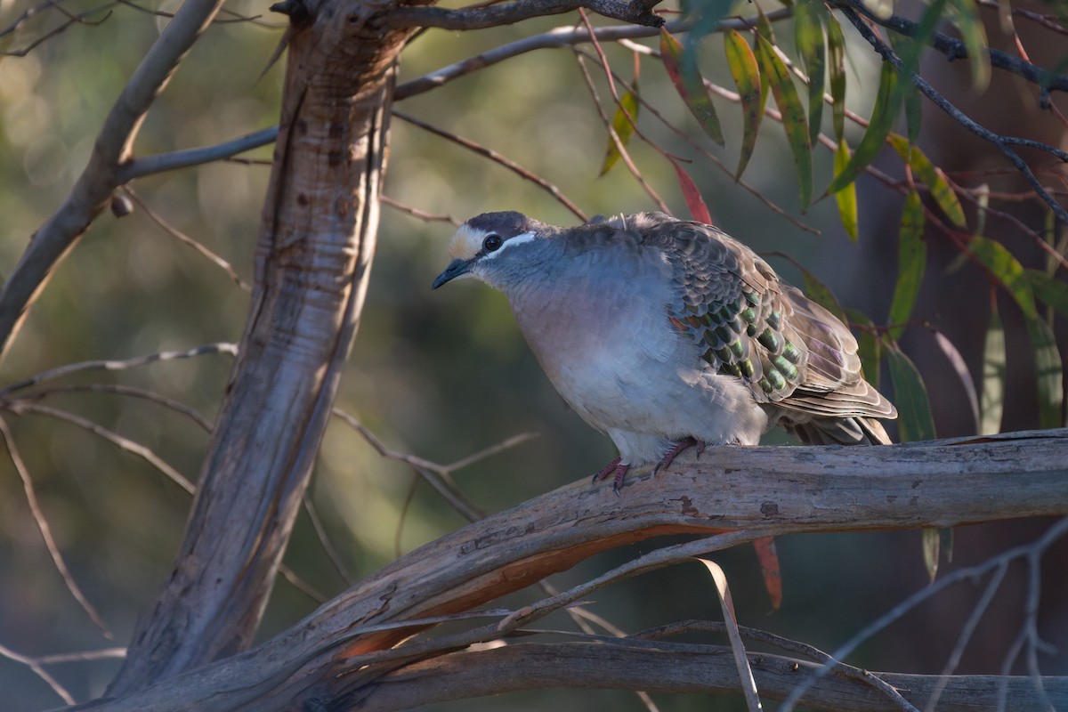 Common Bronzewing - ML646671767