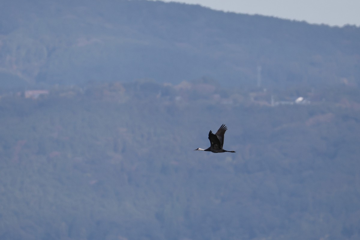 白頭鶴 - ML646671768