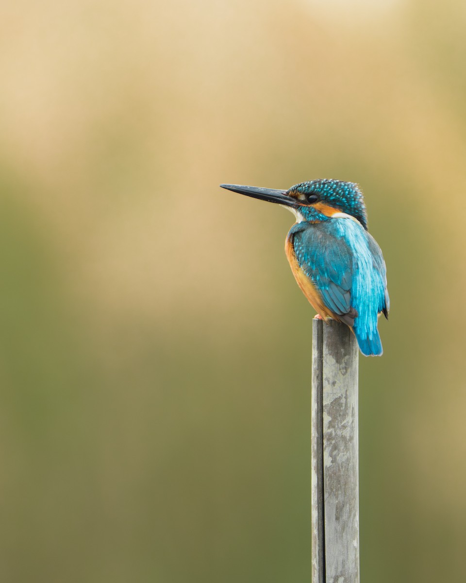 Common Kingfisher (Common) - ML646671769