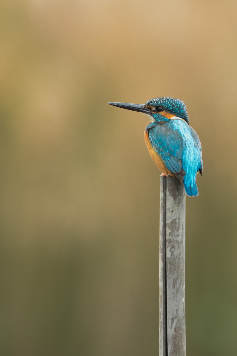 Common Kingfisher (Common) - ML646671770