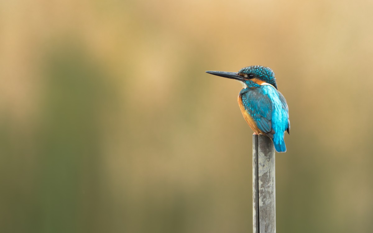 Common Kingfisher (Common) - ML646671771