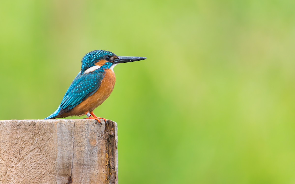 Common Kingfisher (Common) - ML646671772