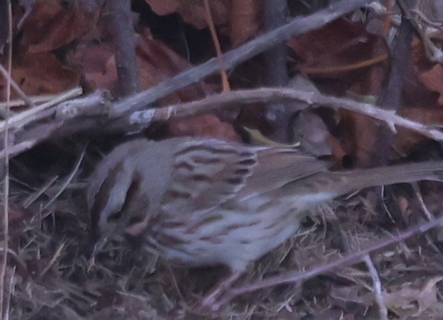 Song Sparrow - ML646671773