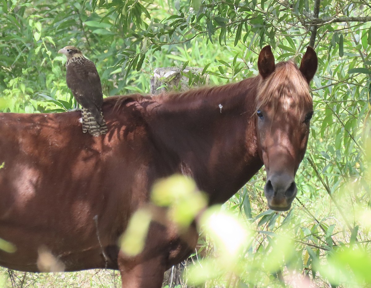 Yellow-headed Caracara - ML646671776