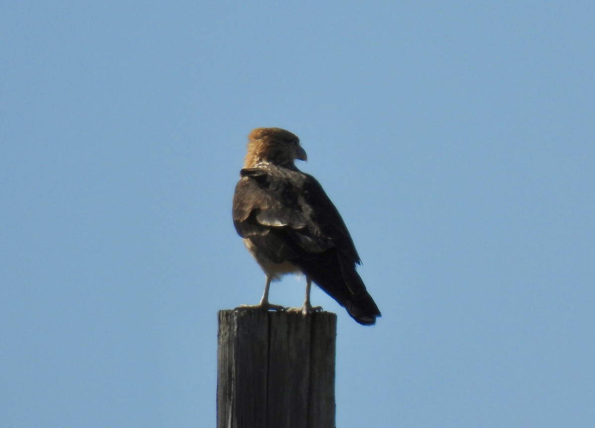 Yellow-headed Caracara - ML646671778