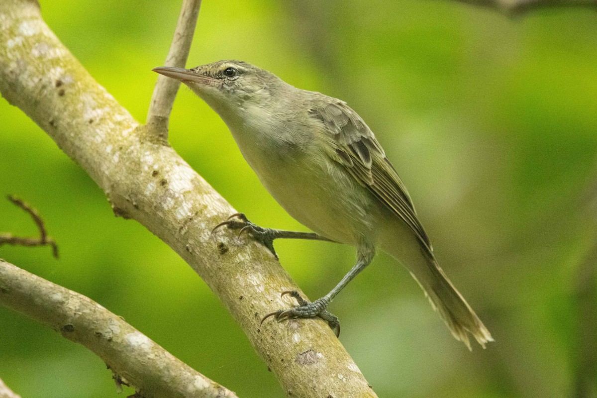 Southern Marquesan Reed Warbler - ML646671779