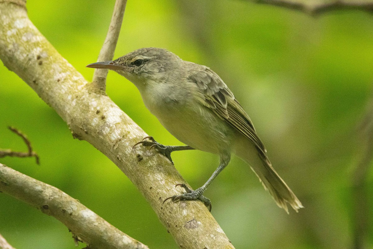 Southern Marquesan Reed Warbler - ML646671780