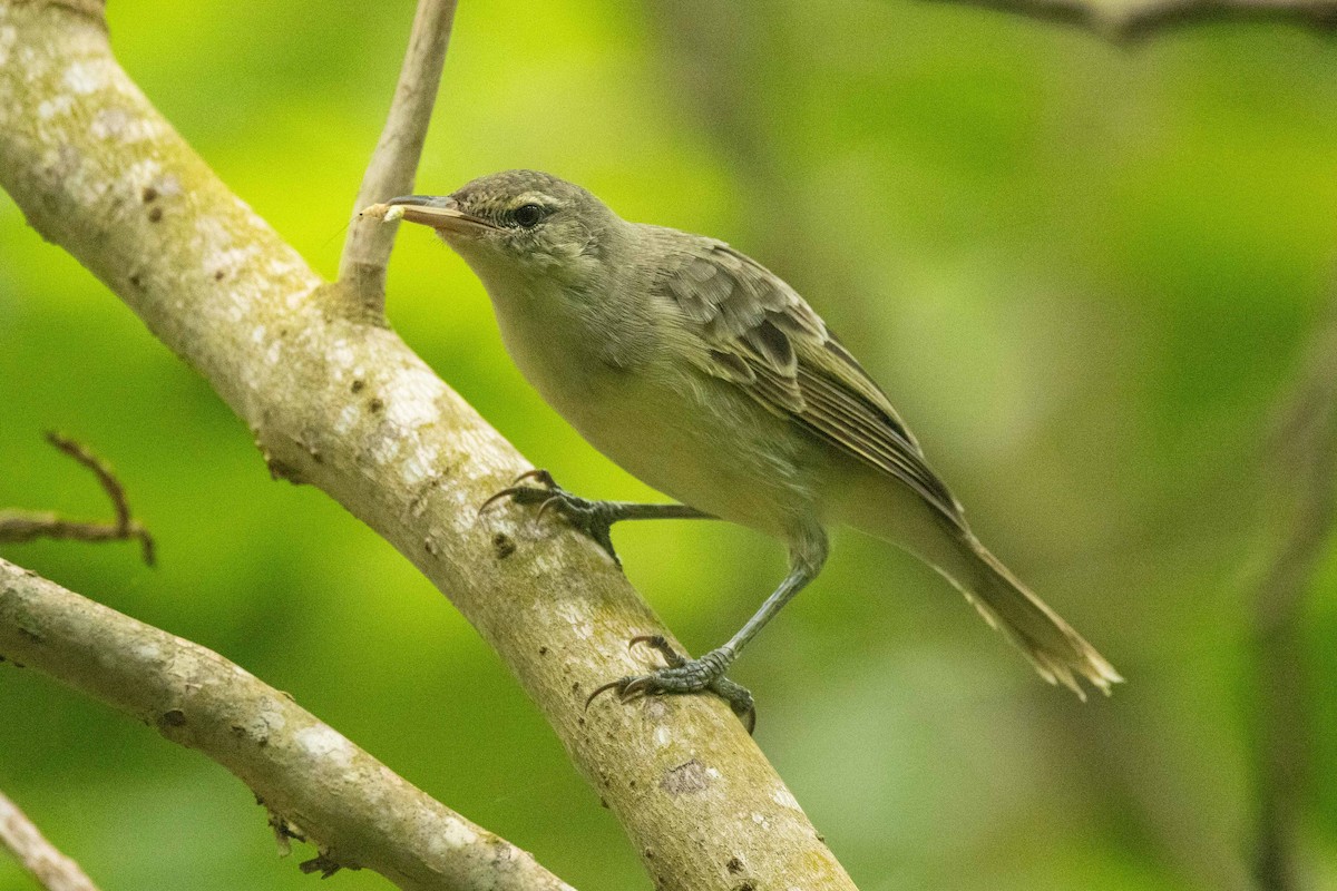 Southern Marquesan Reed Warbler - ML646671781