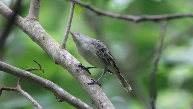 Southern Marquesan Reed Warbler - ML646671782