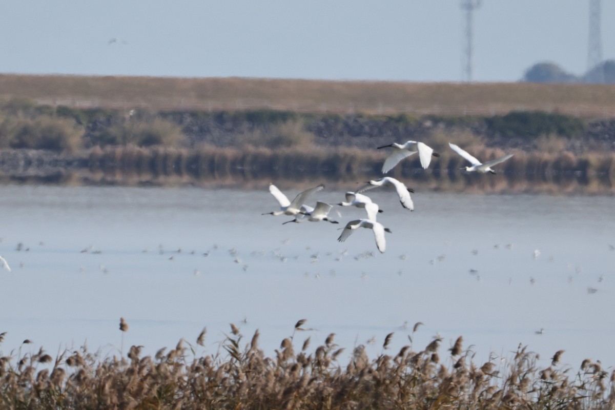 黑面琵鷺 - ML646671783