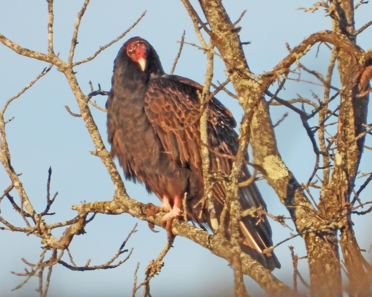 Turkey Vulture - ML646671784
