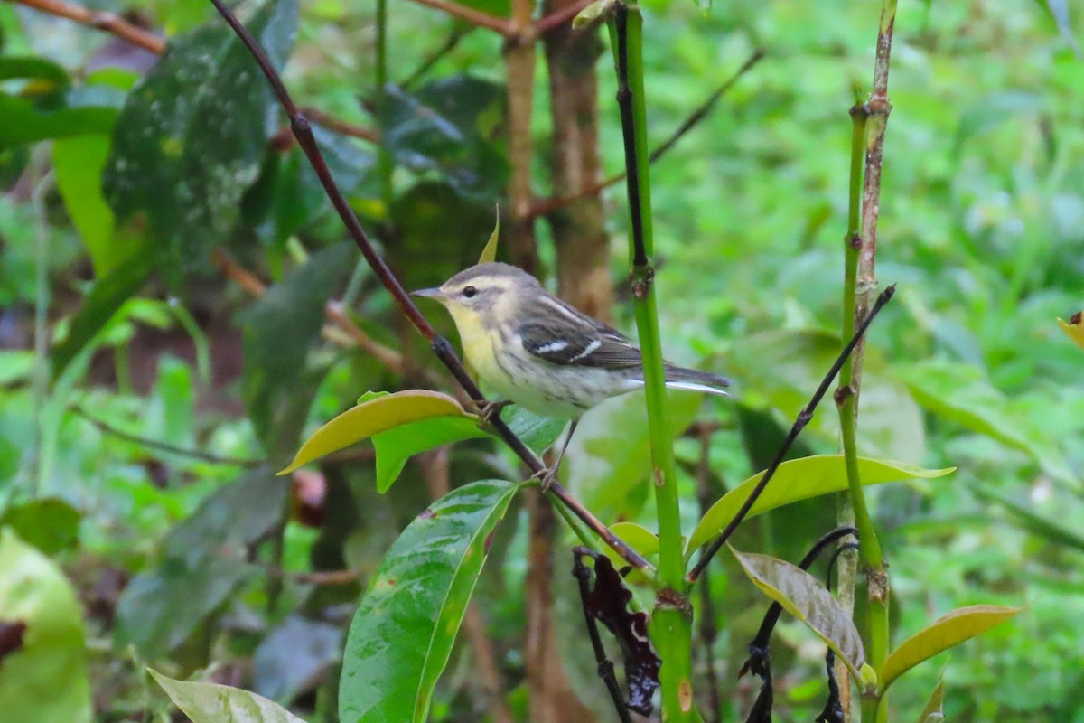 Blackburnian Warbler - ML646671785