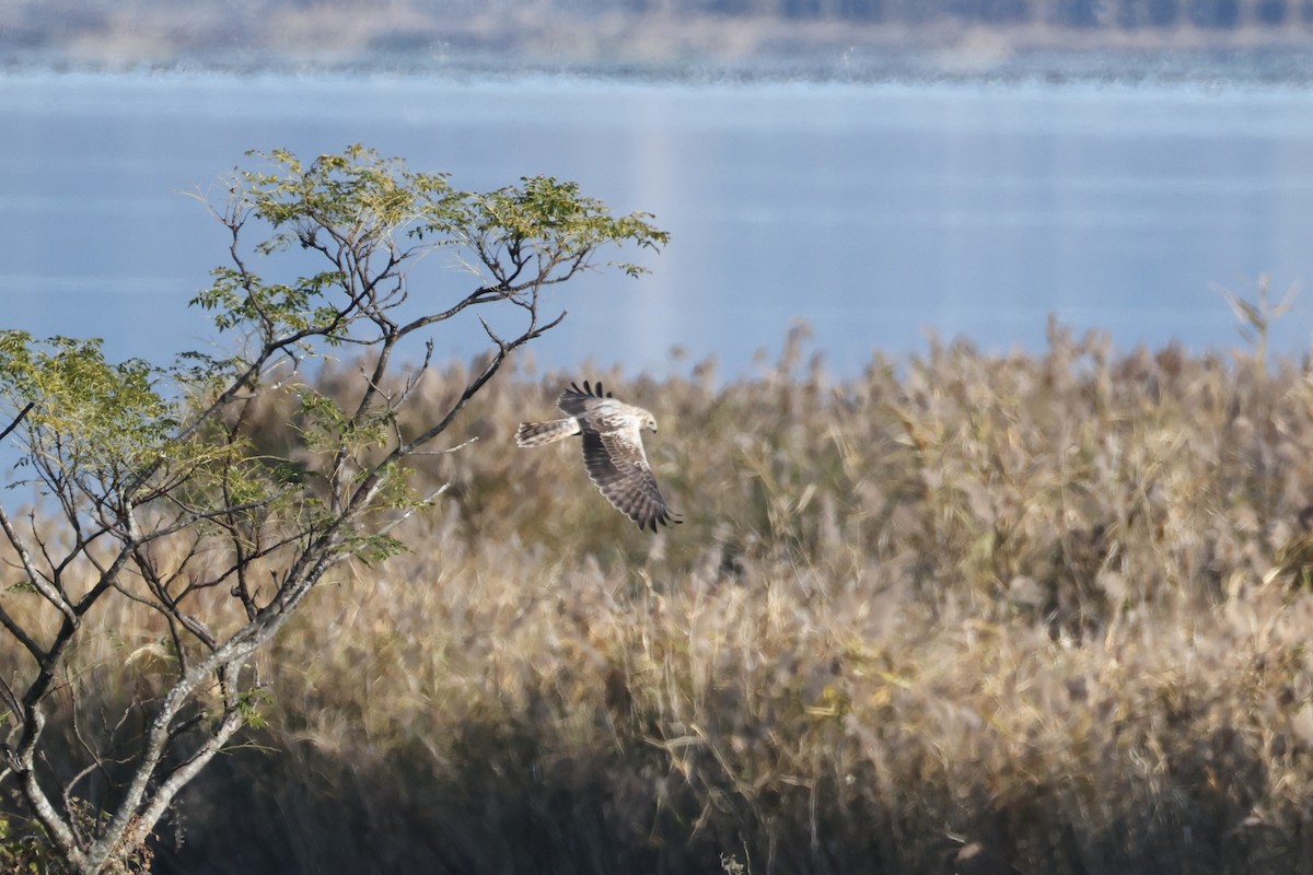 moták východní - ML646671786