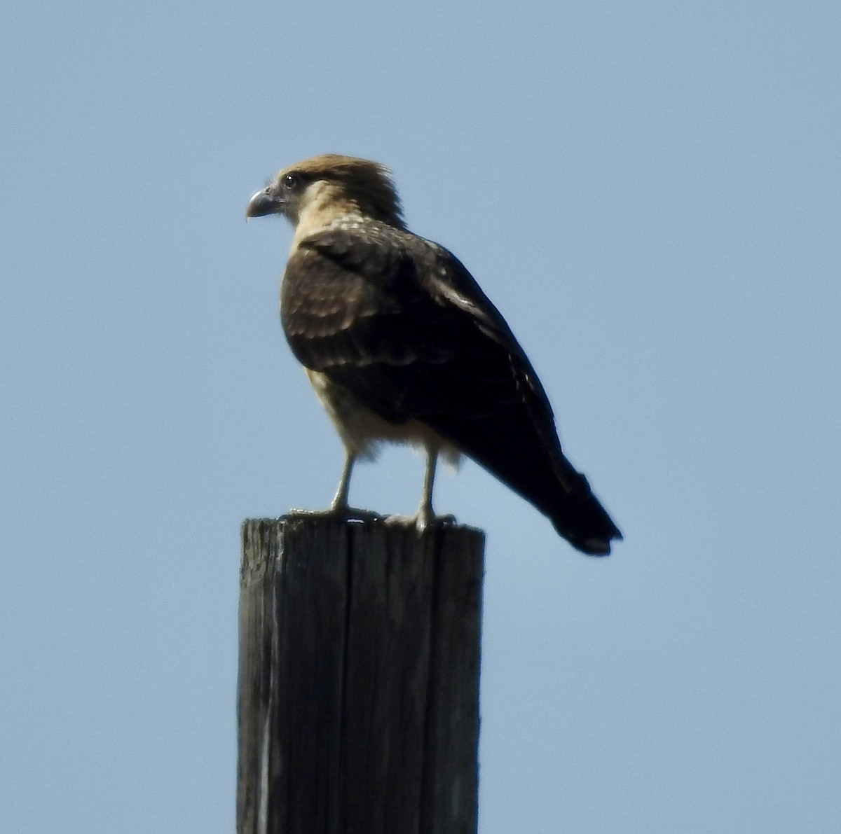 Yellow-headed Caracara - ML646671791