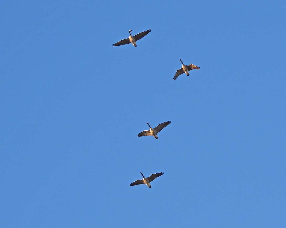 Oca canadese maggiore - ML646671793