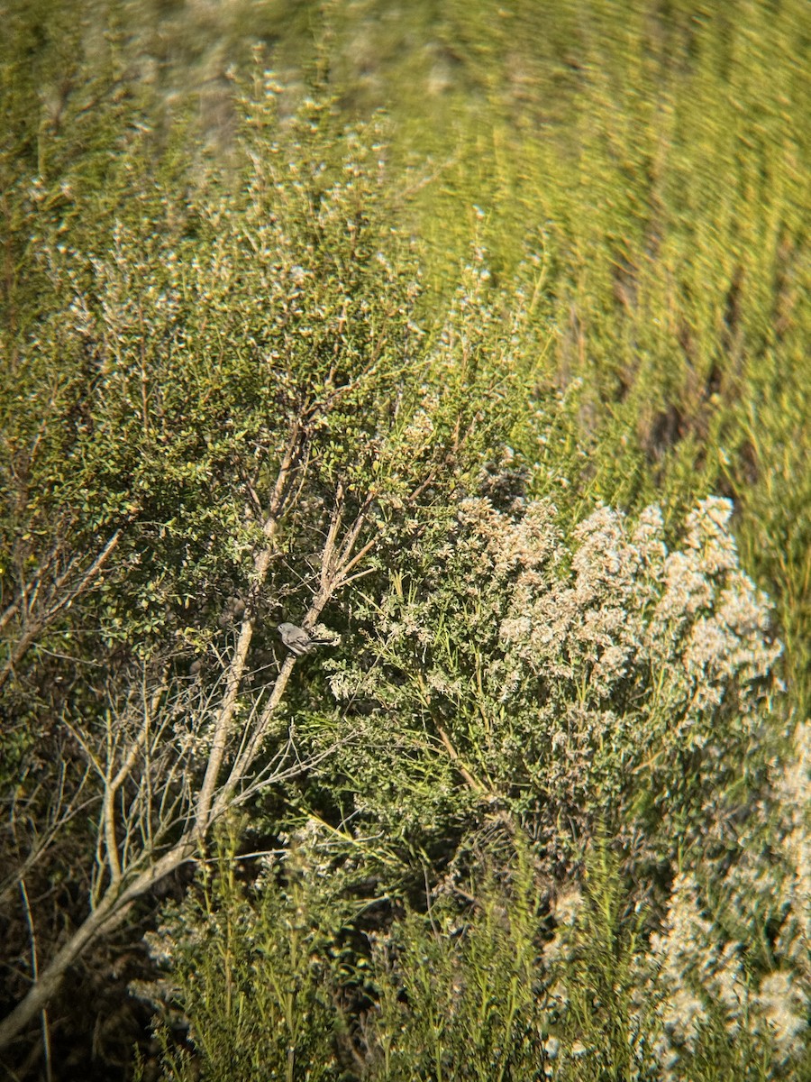 Blue-gray Gnatcatcher - ML646671794