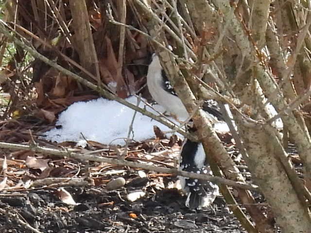 strakapoud osikový - ML646671797