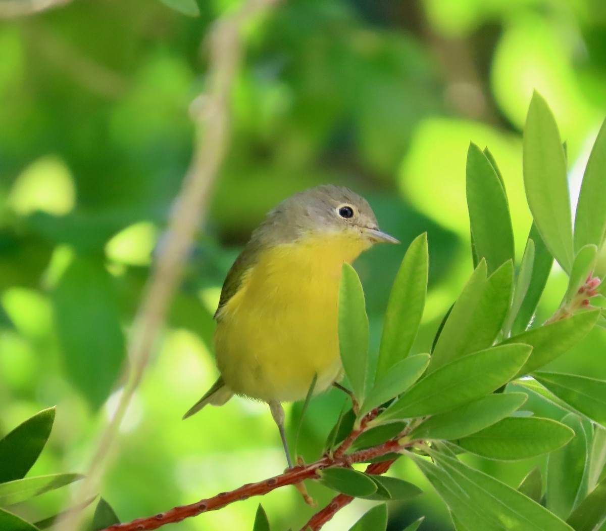 Nashville Warbler - ML646671801