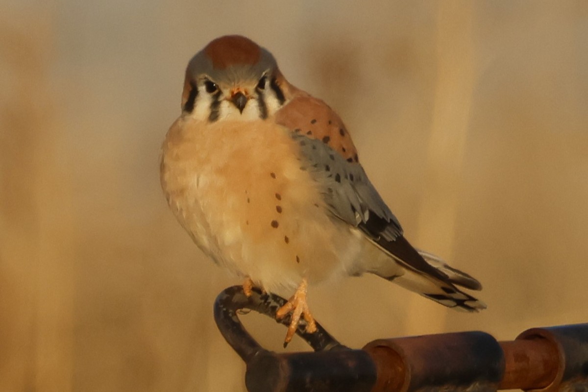 American Kestrel - ML646671809