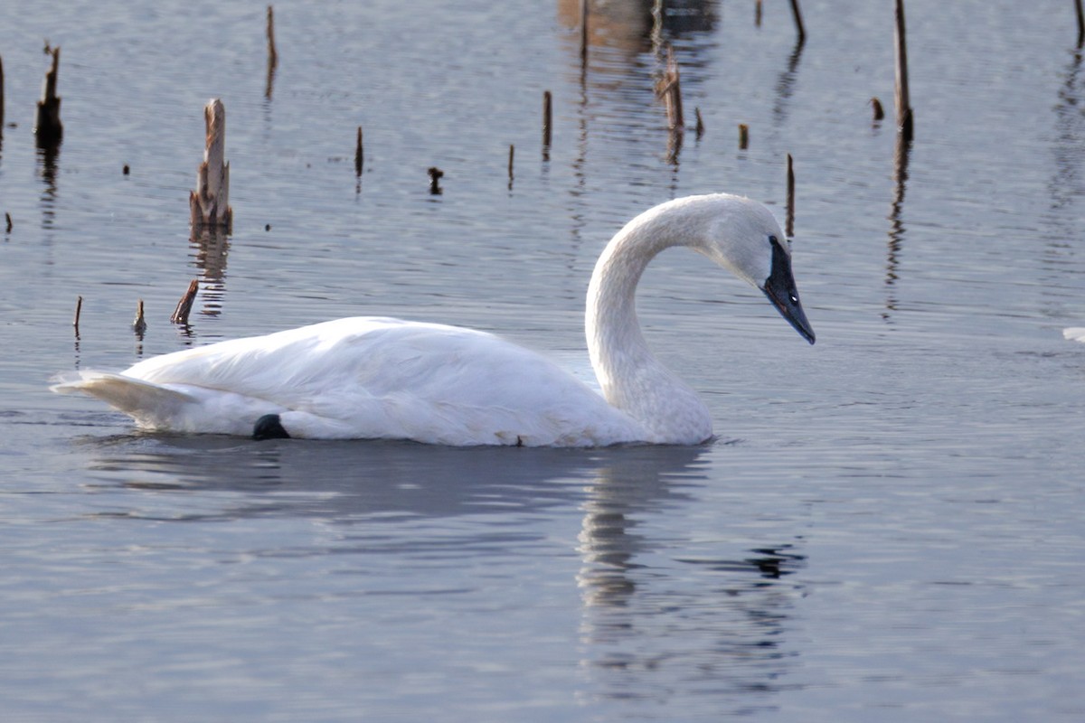 Trumpeter Swan - ML646671811