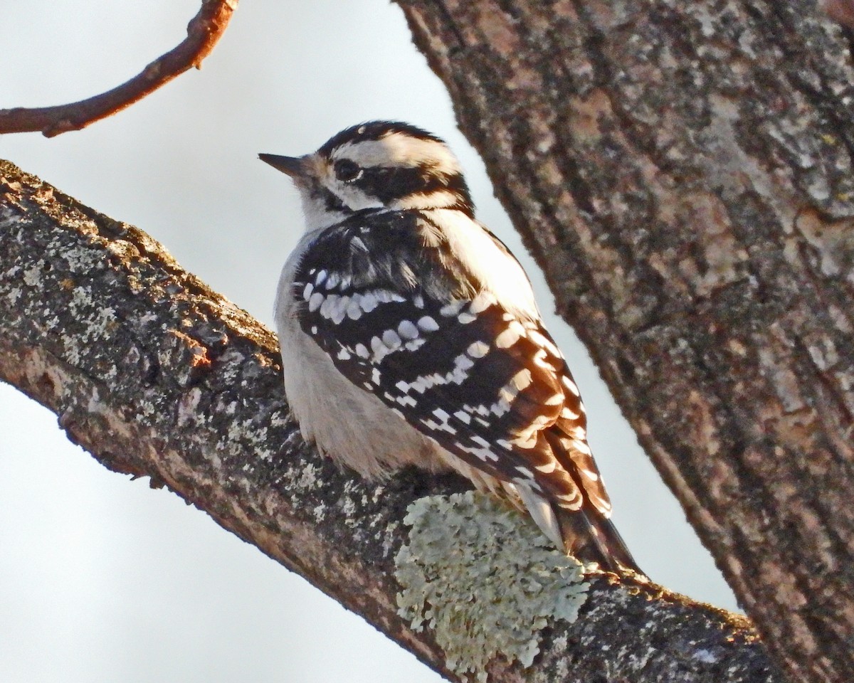 Downy Woodpecker - ML646671812