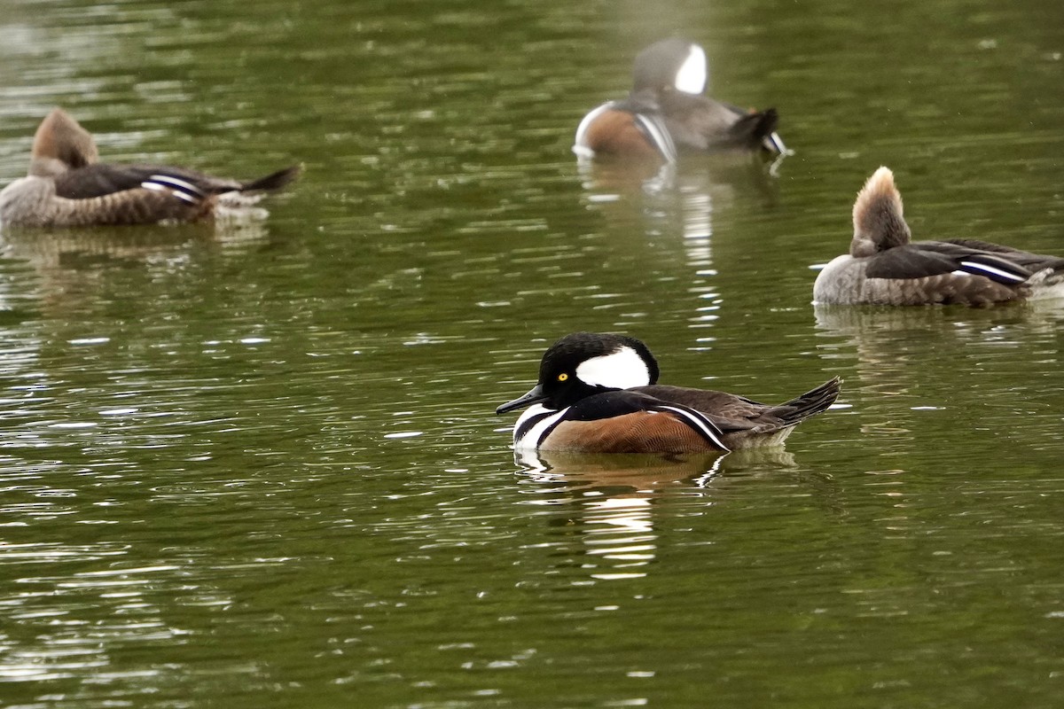 Smergo dal cappuccio - ML646671813