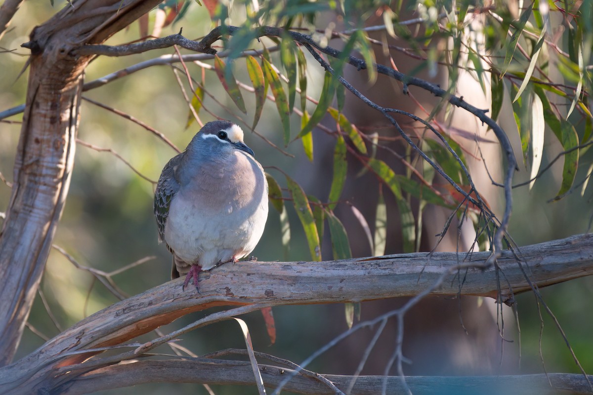 Common Bronzewing - ML646671815