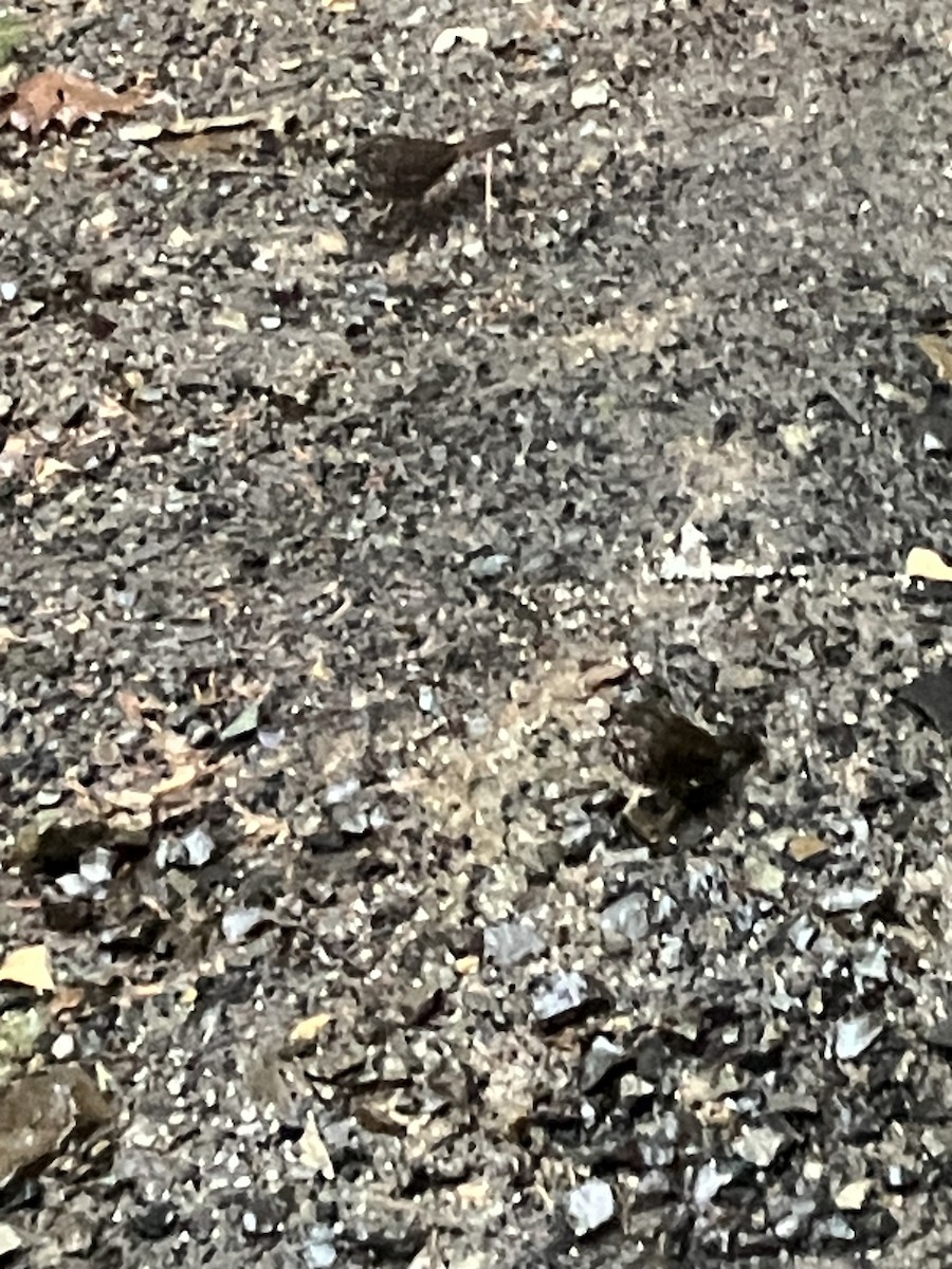 Song Sparrow - ML646671817