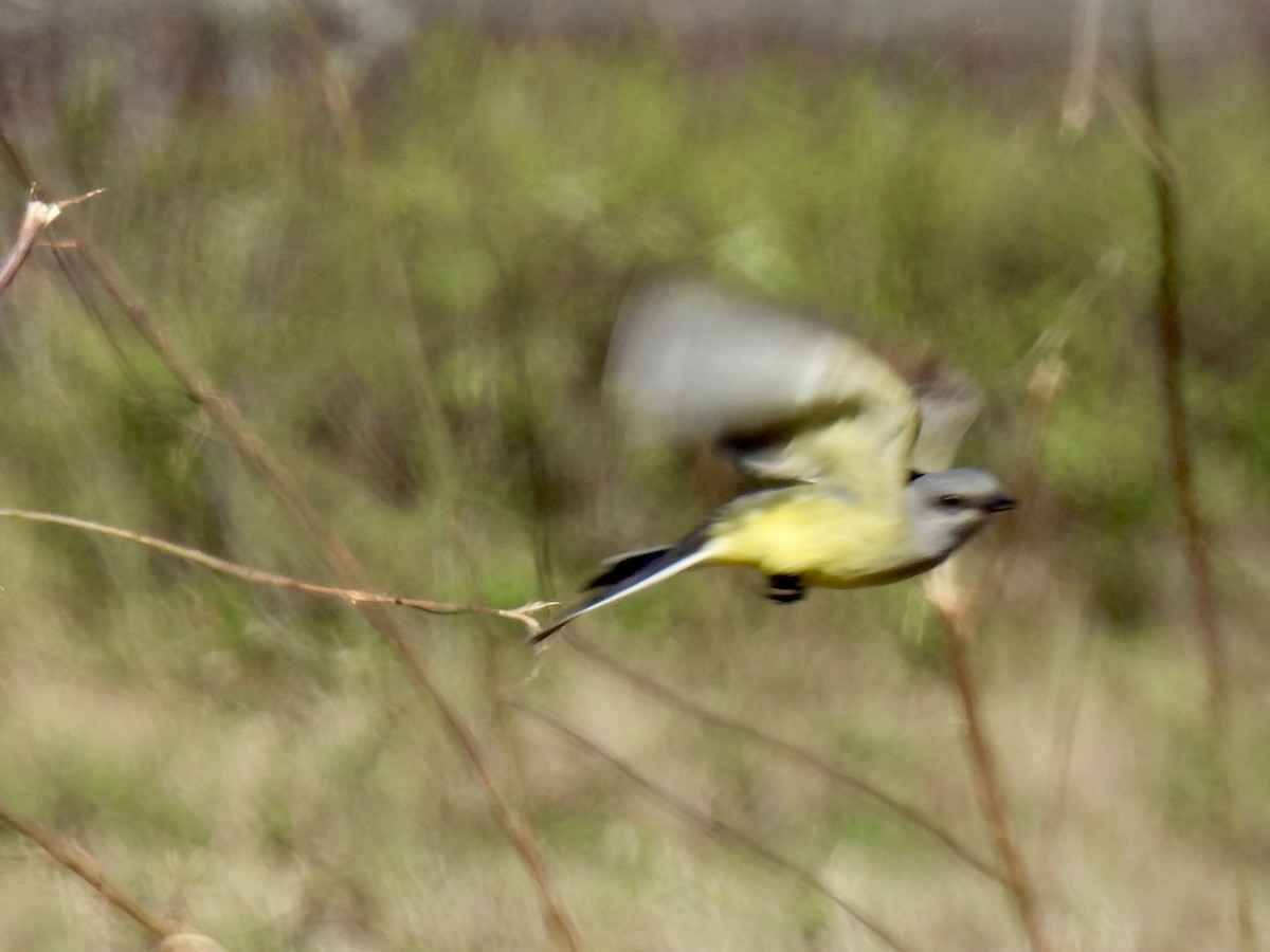 Western Kingbird - ML646671820