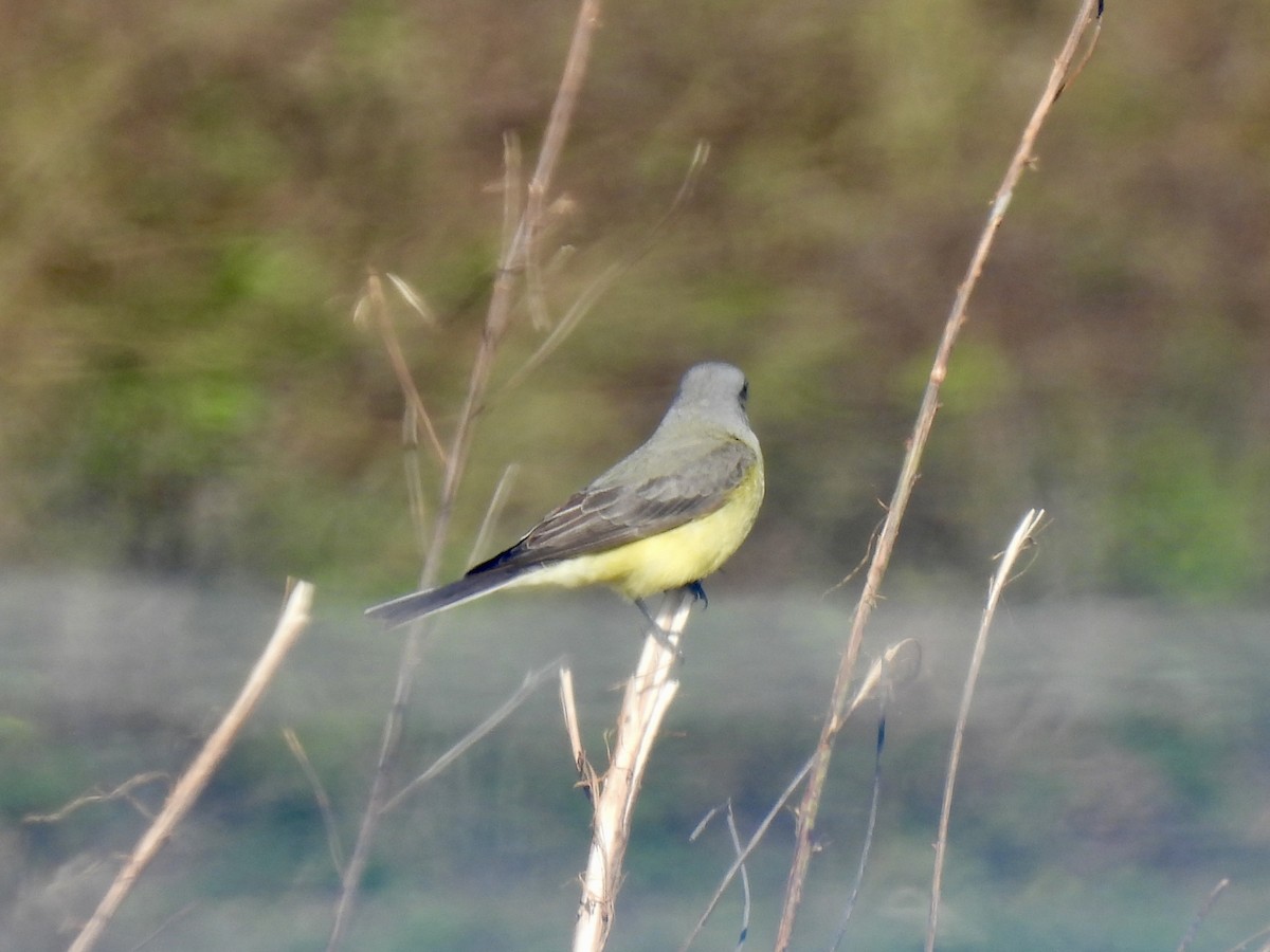 Western Kingbird - ML646671821