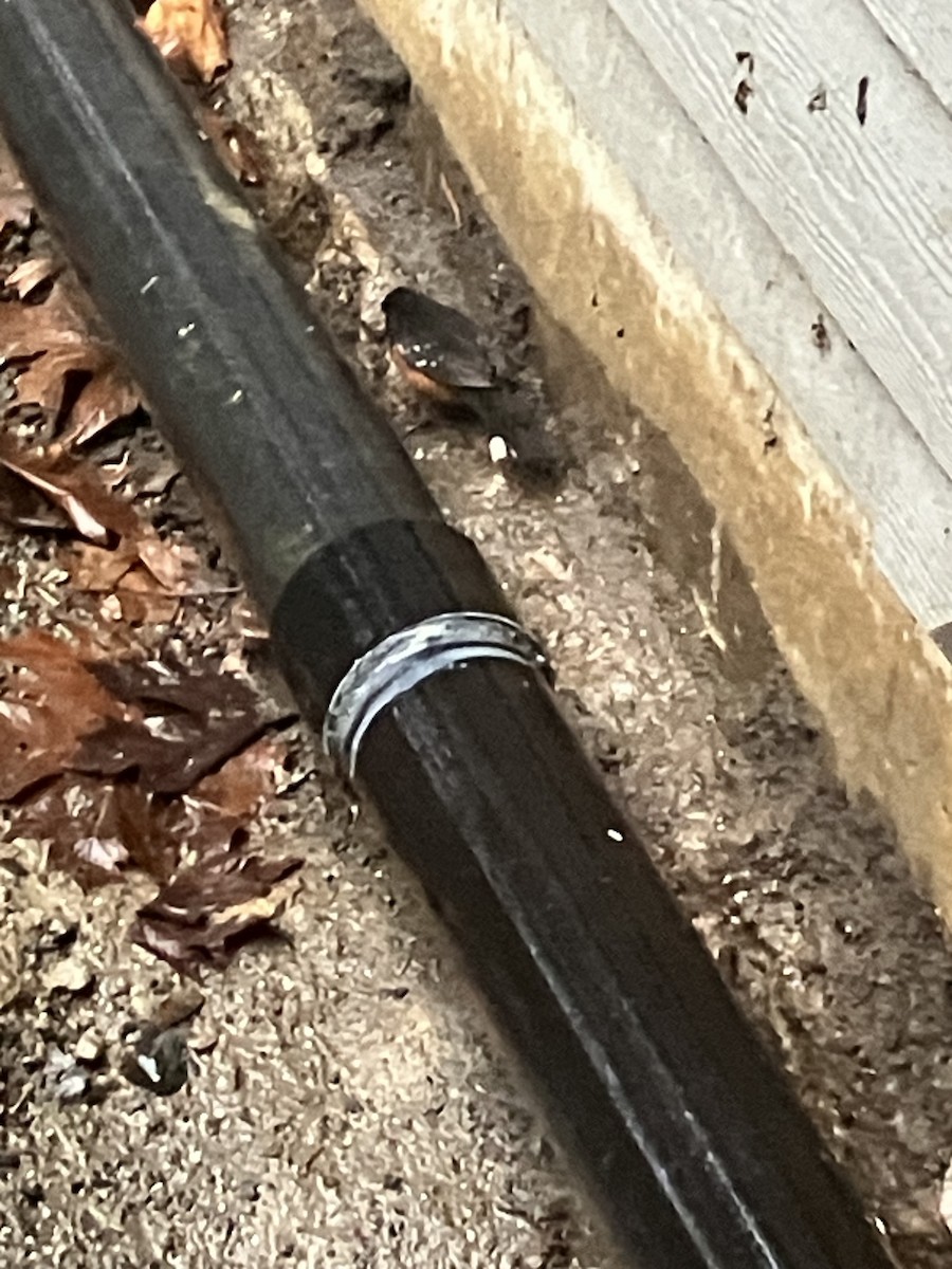 Spotted Towhee - ML646671823