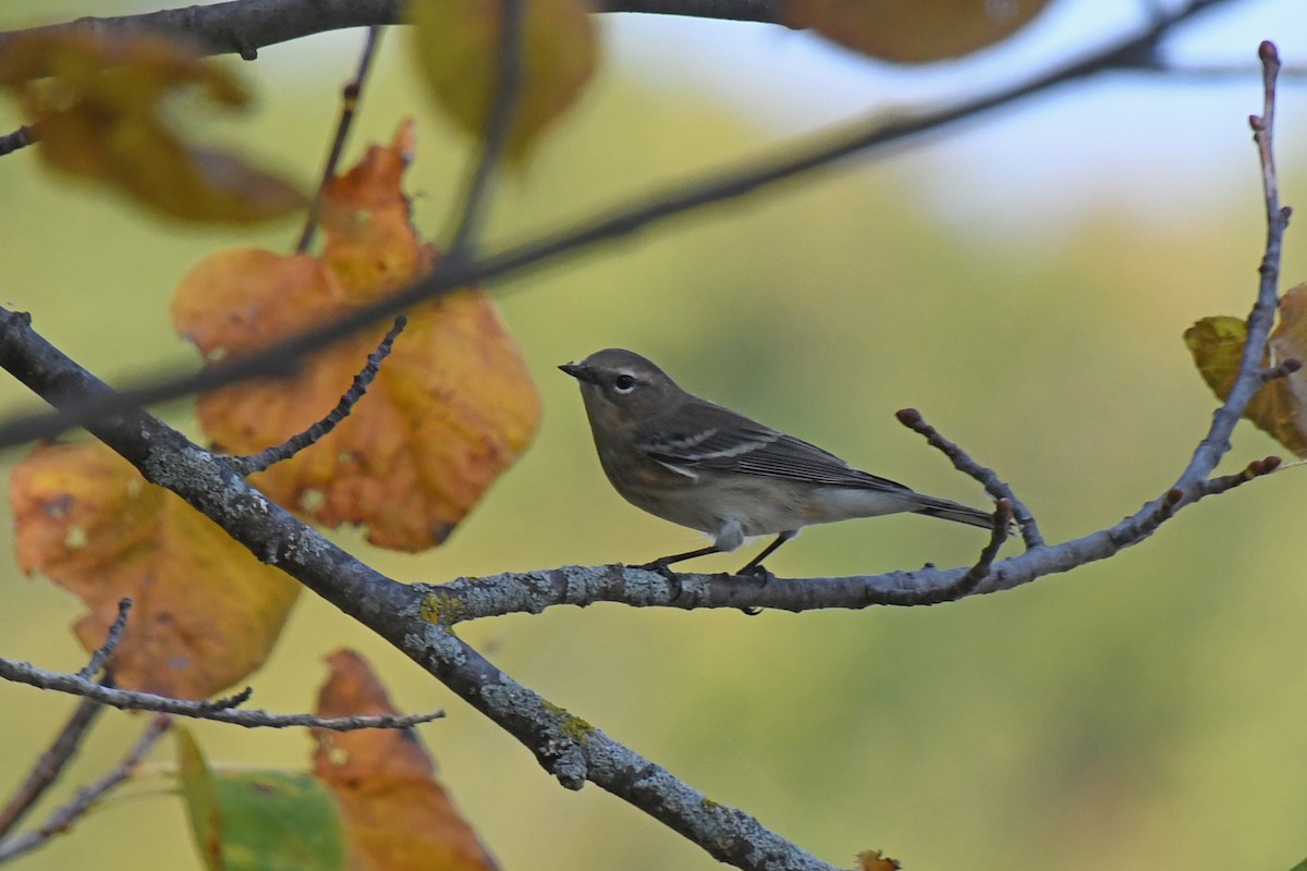Paruline à croupion jaune - ML646671827
