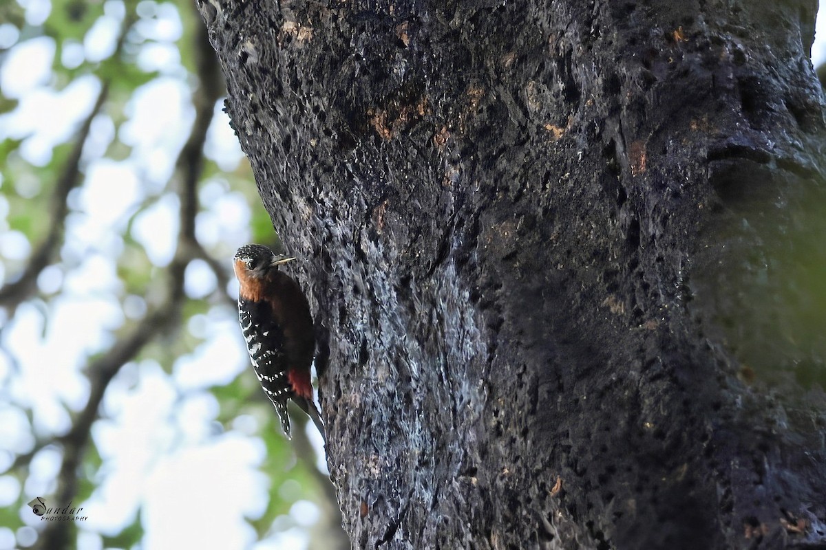 Rufous-bellied Woodpecker - ML646671840